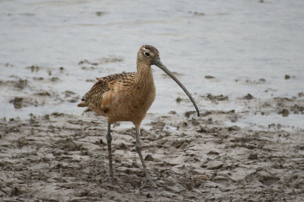 Sandpiper, Long-billed Curlew, 2012-12313715 Laguna Atascosa NWR, TX.JPG - Long-billed Curlew. Laguna Atascosa NWR, TX, 12-31-2012